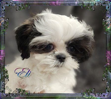 Tiny little male chinese imperial shih tzu puppies for sale teacup